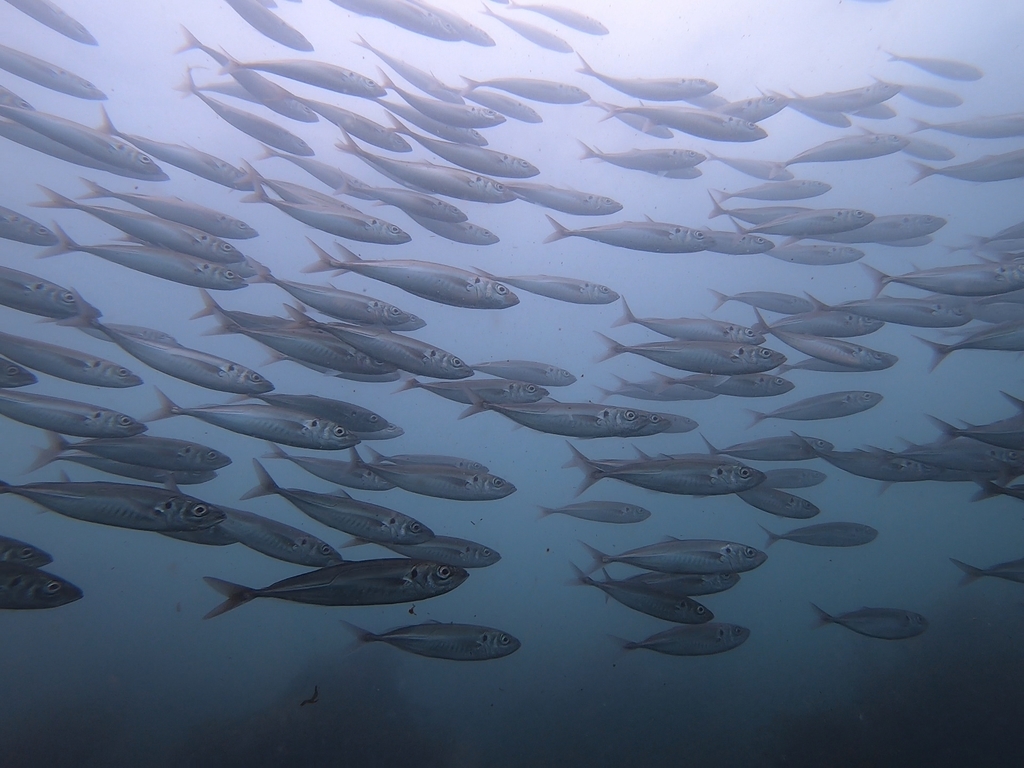 Photo of Chilean jack mackerel (Trachurus murphyi)