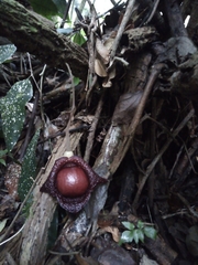 Aristolochia chiapensis
