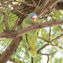 Amazona albifrons