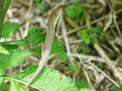 Anolis auratus