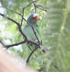 Amazona albifrons