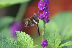 Chioides albofasciatus