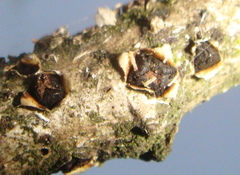 Coccomyces triangularis