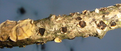 Coccomyces triangularis