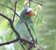 Amazona albifrons
