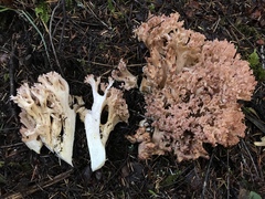 Ramaria rubripermanens