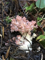 Ramaria rubripermanens