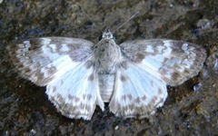 Polyctor polyctor polyctor