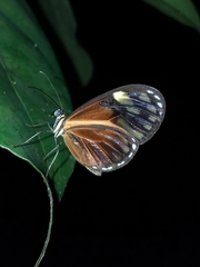 Pteronymia aletta