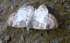 Polyctor polyctor polyctor