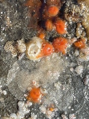 Metandrocarpa taylori