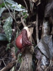Aristolochia chiapensis