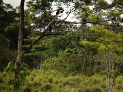 Tigrisoma mexicanum