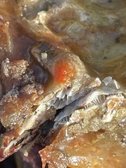 Metandrocarpa taylori