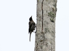 Bolemoreus frenatus