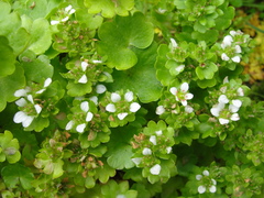 Saxifraga bracteata