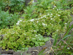 Saxifraga bracteata