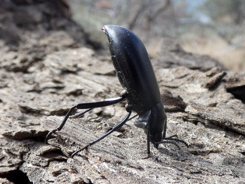 Eleodes gigantea photo 4