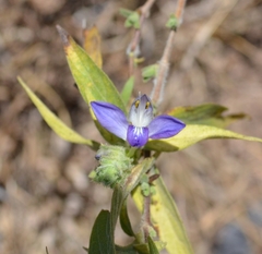 Tetramerium