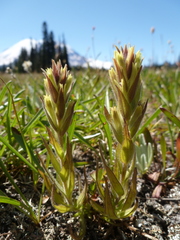 Castilleja cryptantha
