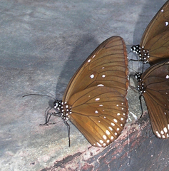 Euploea modesta modesta