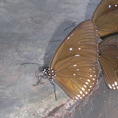 Euploea modesta modesta