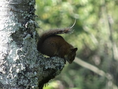 Sciurus pucheranii