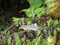 Anolis mariarum