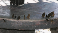 Euploea modesta modesta