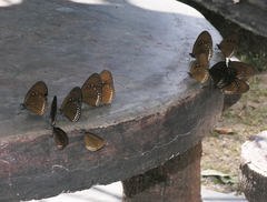 Euploea modesta modesta