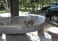 Euploea modesta modesta