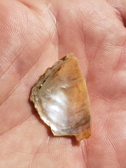 Cyclonaias necki