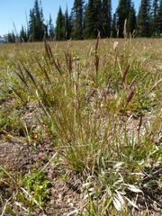 Danthonia intermedia