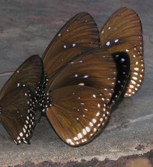 Euploea sylvester harrisii