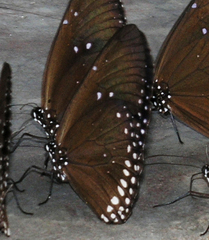 Euploea sylvester harrisii