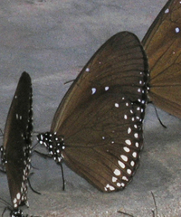 Euploea sylvester harrisii