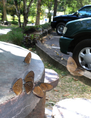 Euploea sylvester harrisii