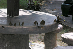 Euploea sylvester harrisii
