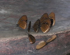 Euploea sylvester harrisii
