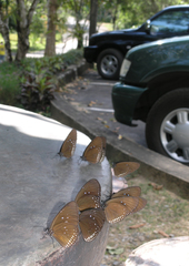 Euploea sylvester harrisii