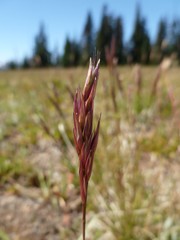 Danthonia intermedia
