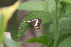 Adelpha fessonia