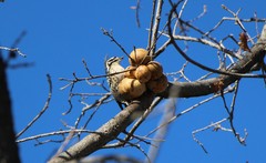 Dryobates nuttallii