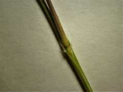 Danthonia intermedia