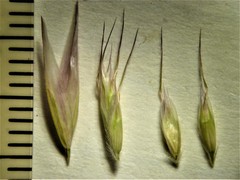 Danthonia intermedia