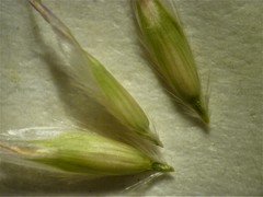 Danthonia intermedia