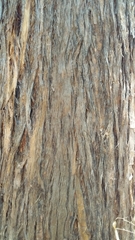 Eucalyptus microcorys