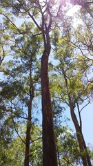 Eucalyptus microcorys