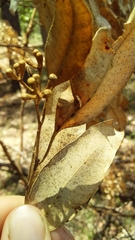 Eucalyptus microcorys