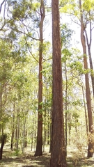 Eucalyptus microcorys